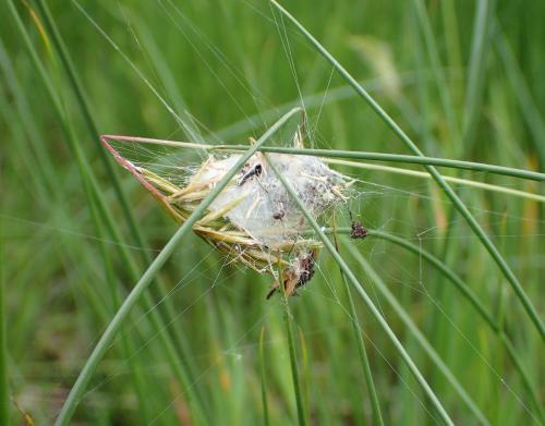 Réf. 248 333 : Larinioides cornutus